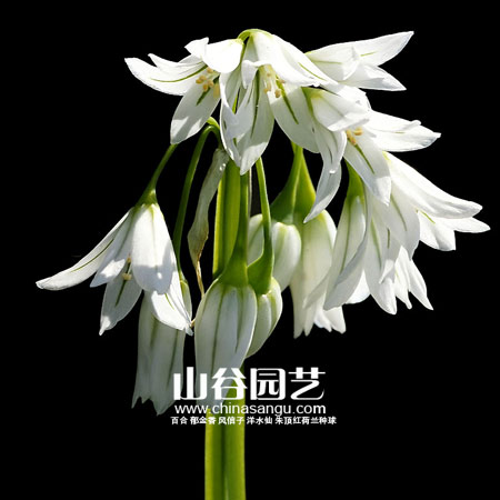 创世大发-花葱