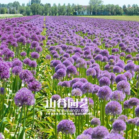 创世大发-花葱