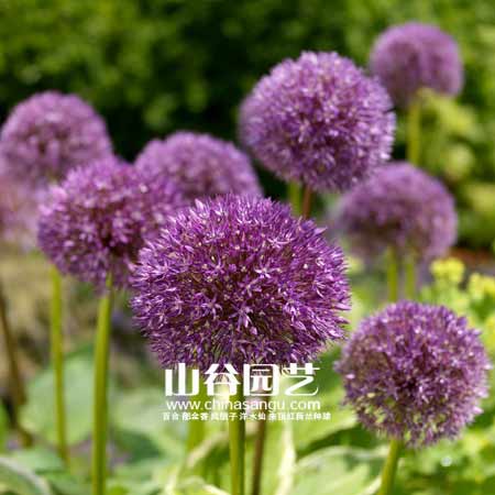 创世大发-花葱