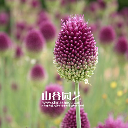 创世大发-花葱