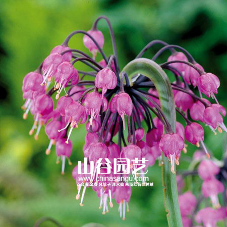 创世大发-花葱