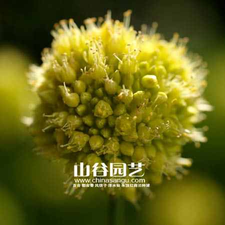 创世大发-花葱
