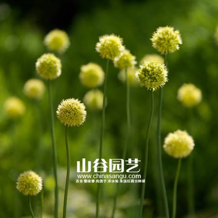 创世大发-花葱