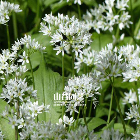 创世大发-花葱