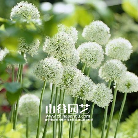 创世大发-花葱