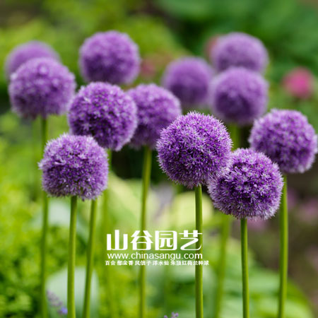 创世大发-花葱