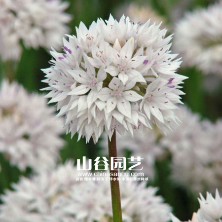 创世大发-花葱