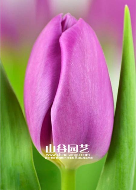 创世大发-郁金香
