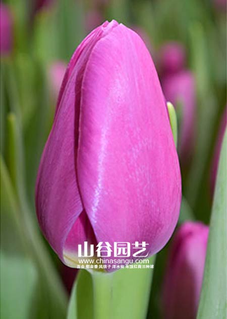 创世大发-郁金香