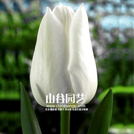 创世大发-郁金香