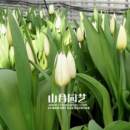 创世大发-郁金香