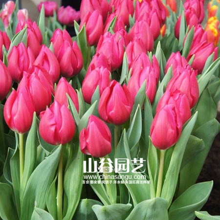创世大发-郁金香