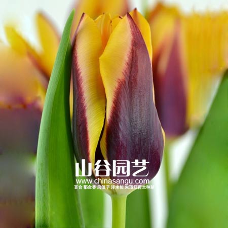 创世大发-郁金香