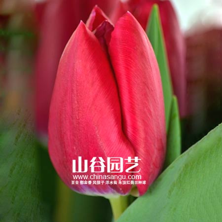 创世大发-郁金香