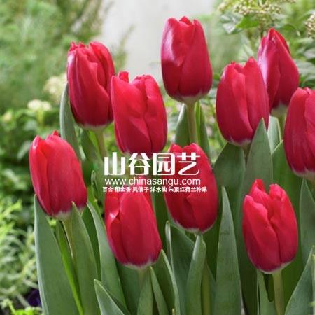 创世大发-郁金香
