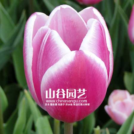 创世大发-郁金香