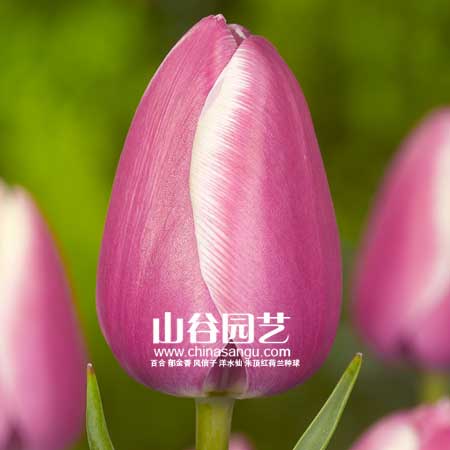 创世大发-郁金香