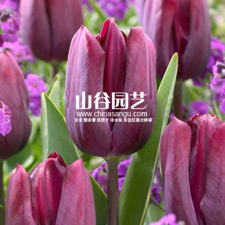 创世大发-郁金香