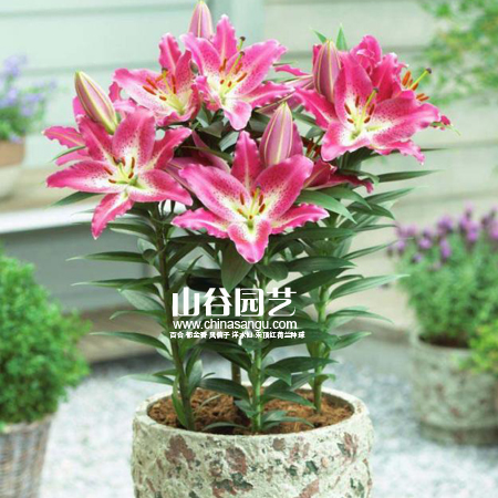 创世大发-百合