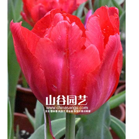 创世大发-郁金香