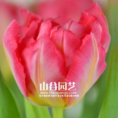 创世大发-郁金香