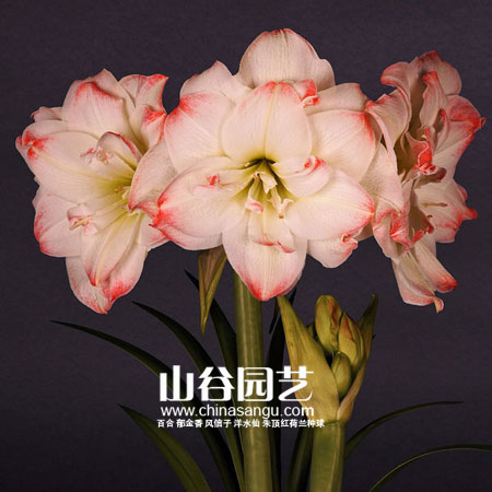 创世大发-朱顶红