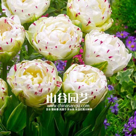 创世大发-郁金香