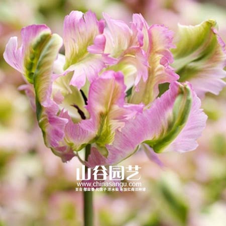 创世大发-郁金香
