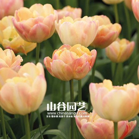 创世大发-郁金香