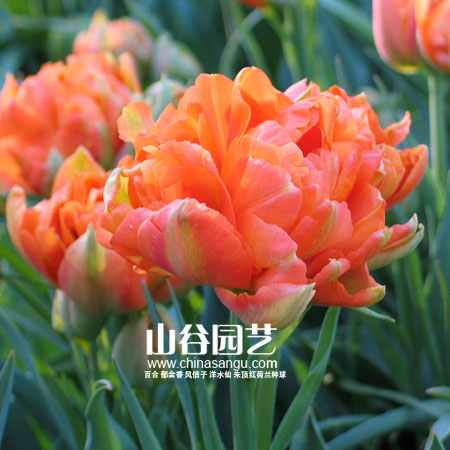 创世大发-郁金香