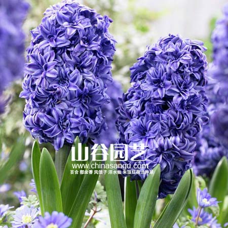 创世大发-风信子