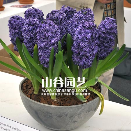 创世大发-风信子