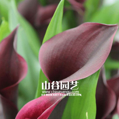 创世大发-马蹄莲 