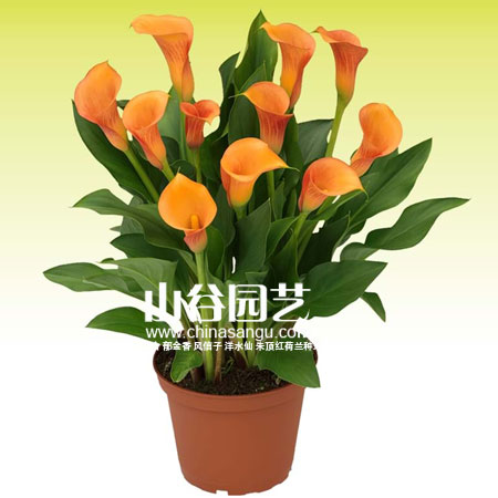 创世大发-马蹄莲 