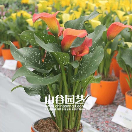 创世大发-马蹄莲 