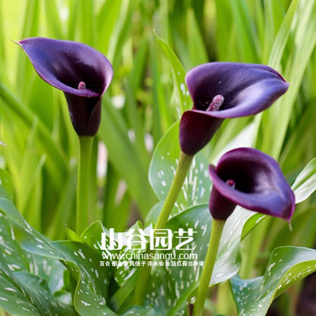 创世大发-马蹄莲 