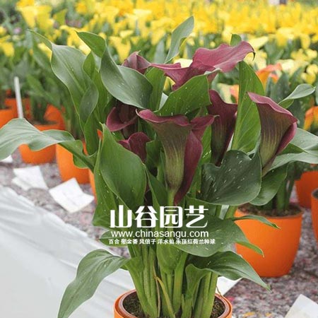 创世大发-马蹄莲 