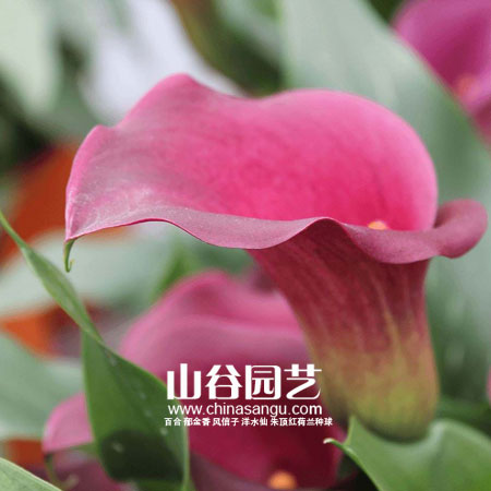 创世大发-马蹄莲 