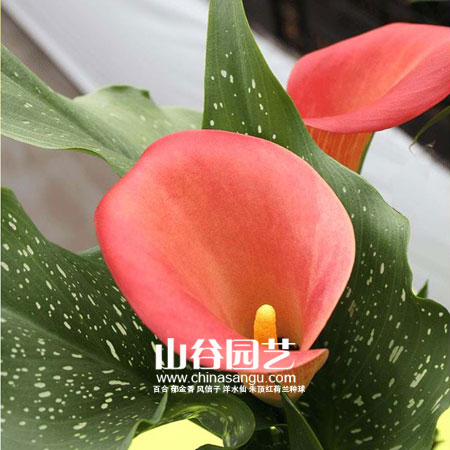 创世大发-马蹄莲 