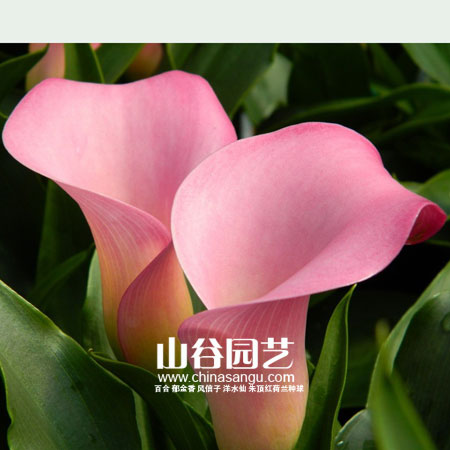 创世大发-马蹄莲 