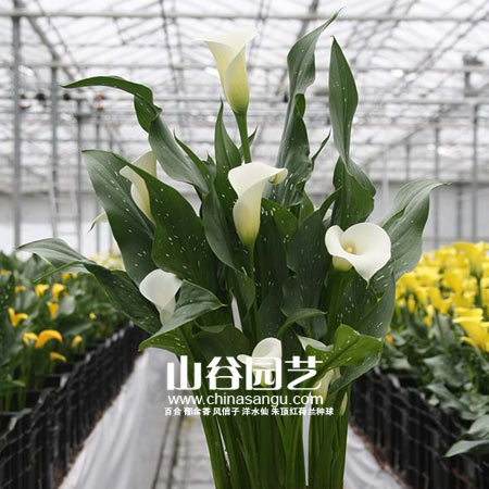 创世大发-马蹄莲 