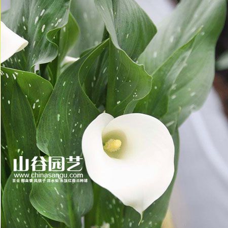 创世大发-马蹄莲 