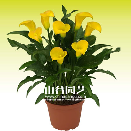 创世大发-马蹄莲 