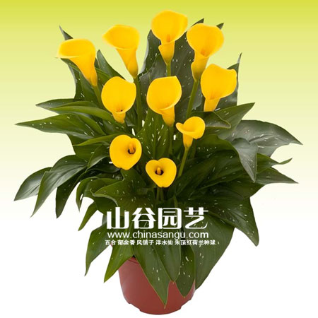 创世大发-马蹄莲 