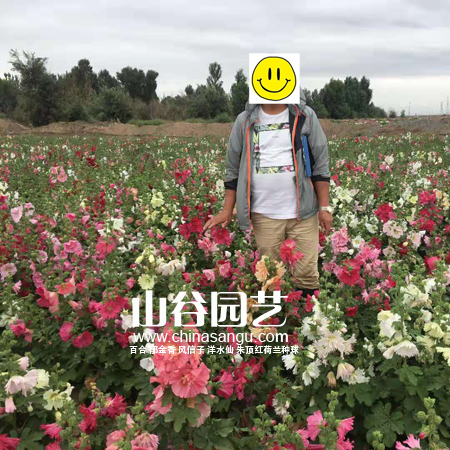 创世大发-野花种子