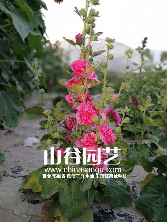 创世大发-野花种子