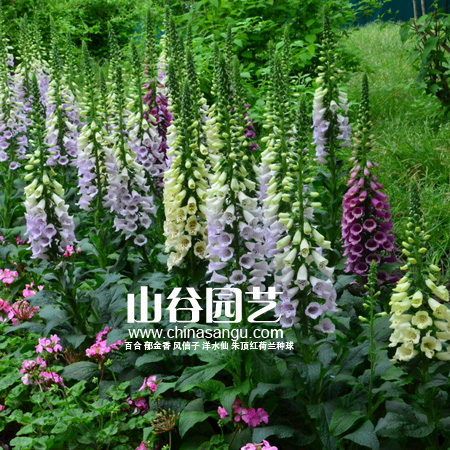 创世大发-野花种子