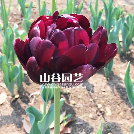 创世大发-郁金香