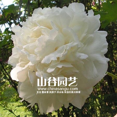 创世大发-芍药