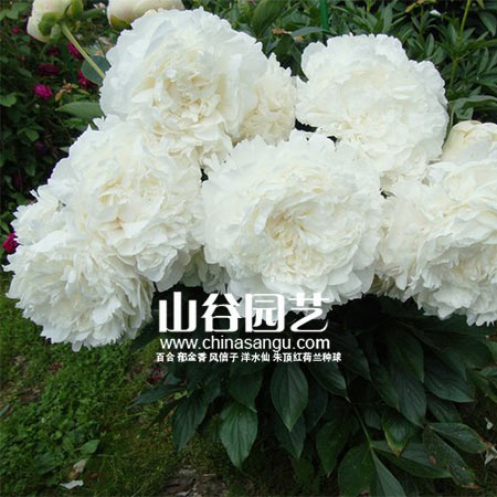 创世大发-芍药